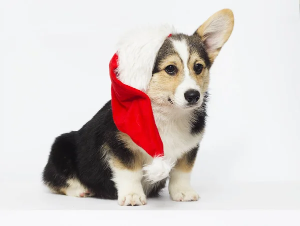 Chiot Corgi Chapeau Noël — Photo