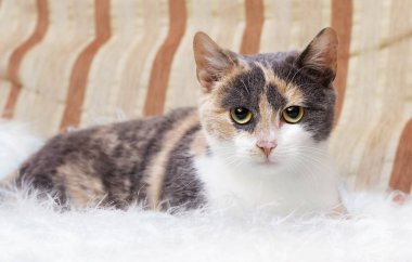 kabarık bir battaniye üzerinde üç renkli kedi