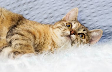 kabarık bir battaniye üzerinde çizgili kedi