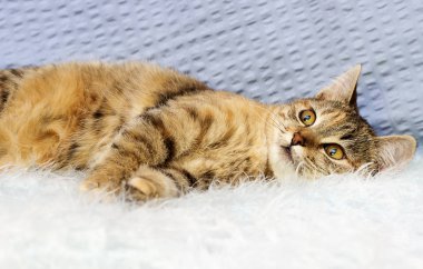 kabarık bir battaniye üzerinde çizgili kedi