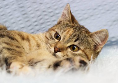 kabarık bir battaniye üzerinde çizgili kedi