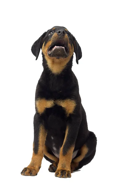 Cachorro Rottweiler Sentado Sobre Fondo Blanco — Foto de Stock