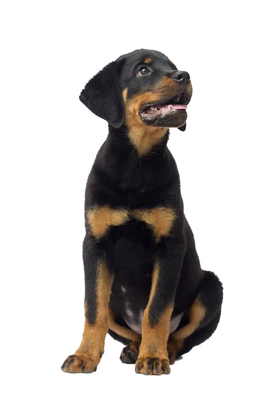 Rottweiler Pup Zittend Witte Achtergrond — Stockfoto