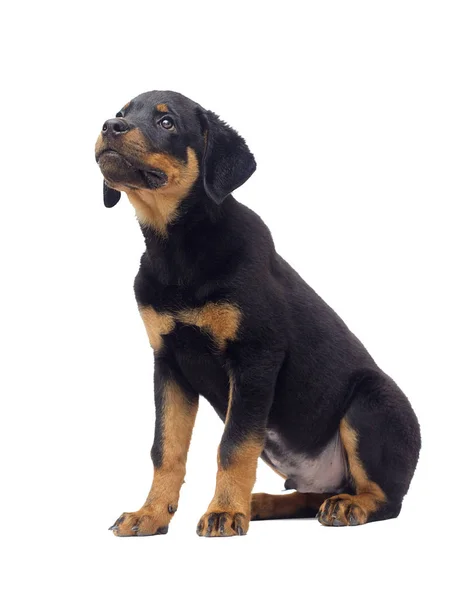 Rottweiler Pup Zittend Witte Achtergrond — Stockfoto