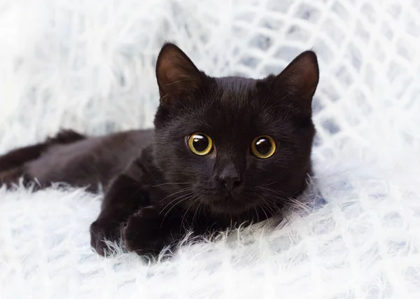 黑猫在家里 — 图库照片