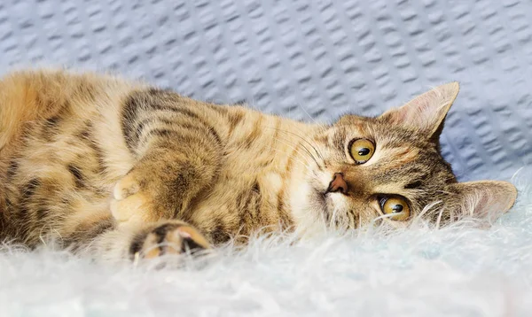 kabarık bir battaniye üzerinde çizgili kedi