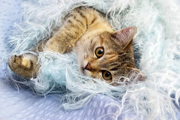 Cat Fluffy Blanket — Stock Photo, Image