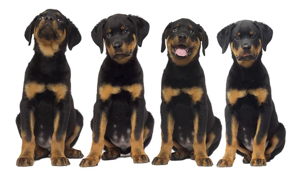 Rottweiler Szczenię Siedzi Białym Tle — Zdjęcie stockowe