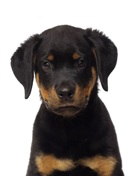 Retrato Cachorro Rottweiler Fundo Branco — Fotografia de Stock