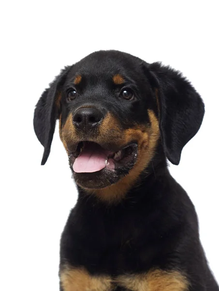 Portrait Chiot Rottweiler Sur Fond Blanc — Photo