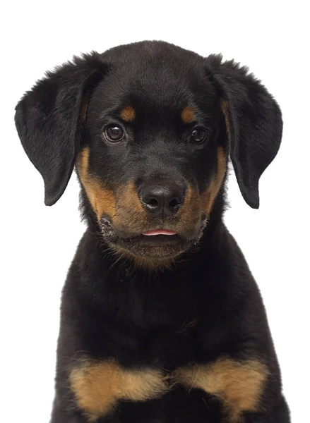 Retrato Cachorro Rottweiler Fundo Branco — Fotografia de Stock