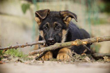 Alman çoban köpek için a yürümek