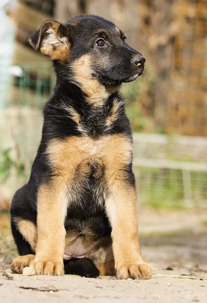 German Shepherd Cachorro Para Paseo —  Fotos de Stock
