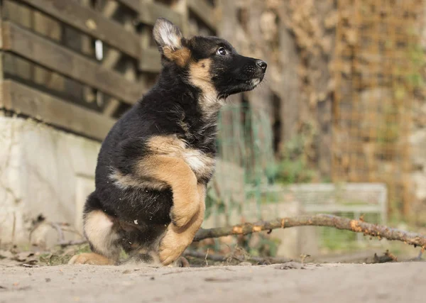 Duitse Herder Pup Voor Een Wandeling — Stockfoto