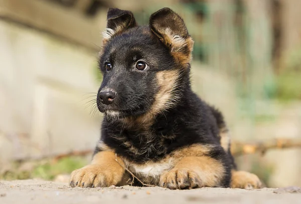 ジャーマン シェパードの子犬の散歩 — ストック写真