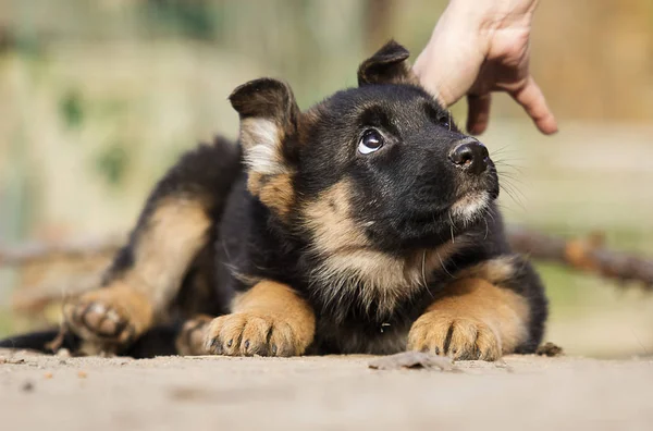 ジャーマン シェパードの子犬の散歩 — ストック写真