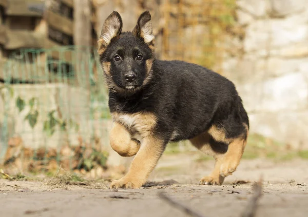 German Shepherd Cachorro Para Paseo — Foto de Stock