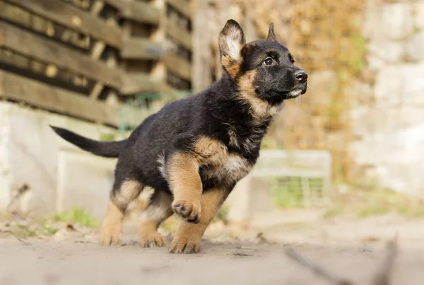 ジャーマン シェパードの子犬の散歩 — ストック写真