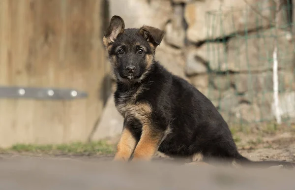 在户外的德国牧羊犬小狗 — 图库照片