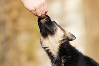 Alman çoban köpek yavrusu açık havada