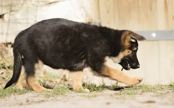 German Shepherd Puppy Outdoors — Stock Photo, Image