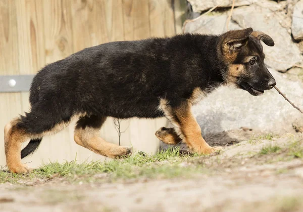 在户外的德国牧羊犬小狗 — 图库照片