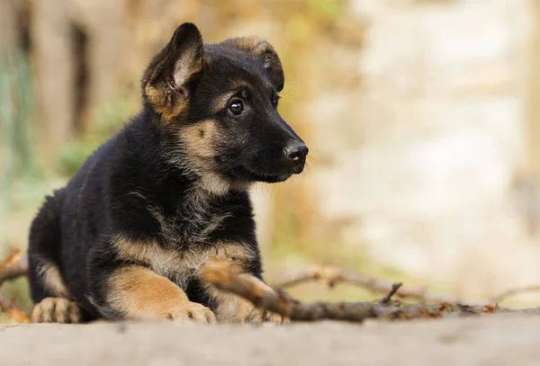 在户外的德国牧羊犬小狗 — 图库照片