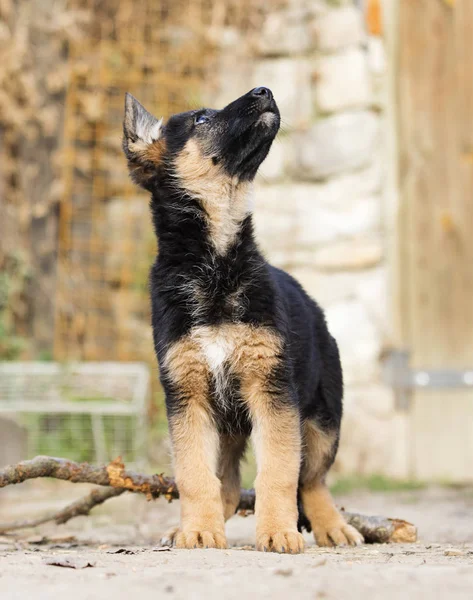 在户外的德国牧羊犬小狗 — 图库照片