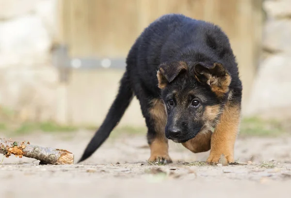 在户外的德国牧羊犬小狗 — 图库照片