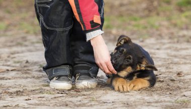 çoban köpek eğitim