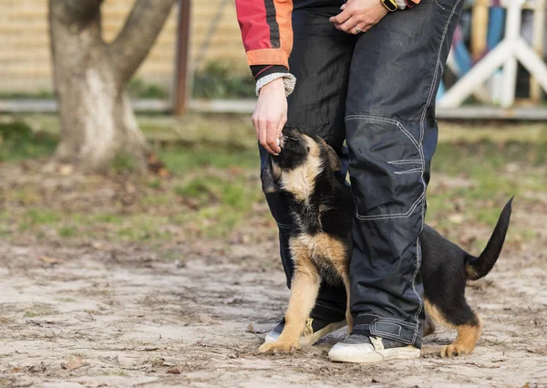 Schäferhund Welpe Training — Stockfoto