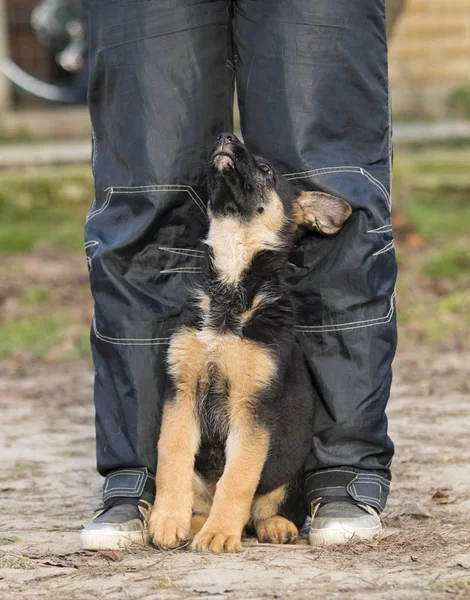 Pasterza Puppy Szkolenia — Zdjęcie stockowe