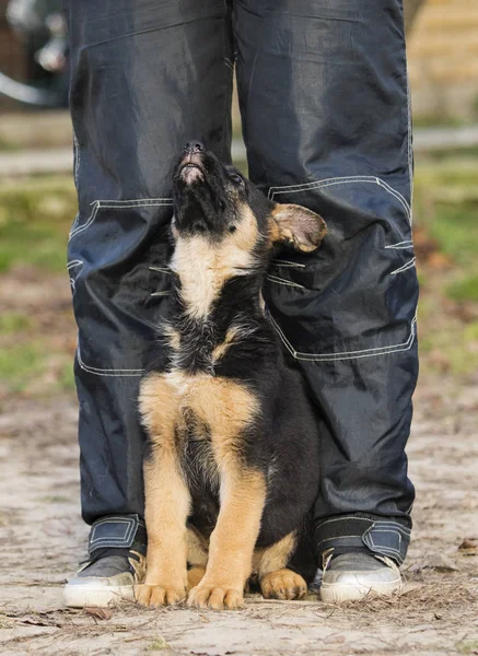 Shepherd Puppy Training — Stock Photo, Image