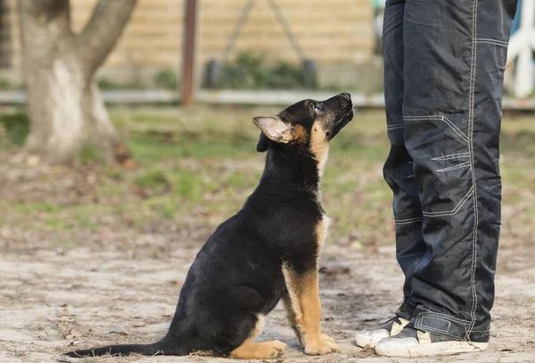 Shepherd Puppy Training — Stock Photo, Image