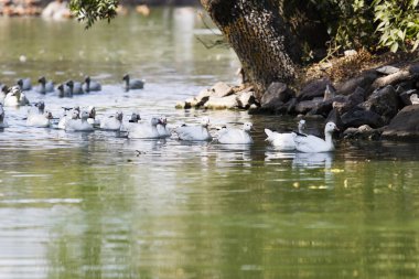 suda yüzen ördek sürüsü