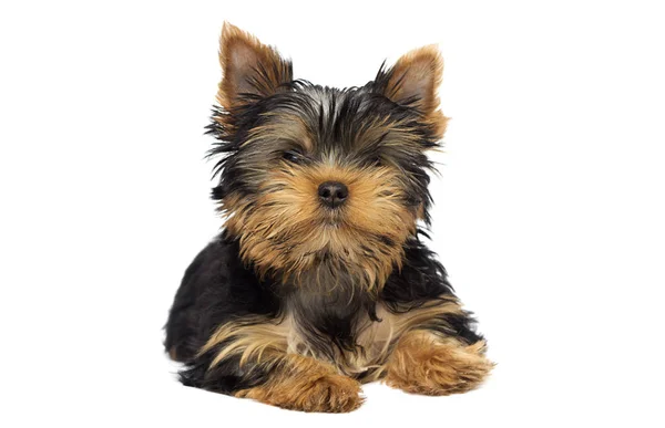 Aranyos Yorkshire Terrier Kölyök Fehér Háttér — Stock Fotó