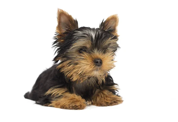 Bonito Yorkshire Terrier Filhote Cachorro Fundo Branco — Fotografia de Stock