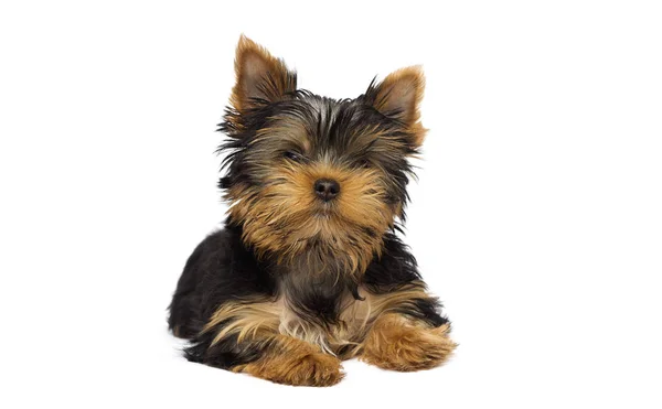 Beyaz Arka Plan Üzerinde Sevimli Yorkshire Terrier Köpek Yavrusu — Stok fotoğraf