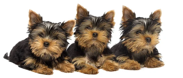 Cute Yorkshire Terrier Puppy White Background — Stock Photo, Image