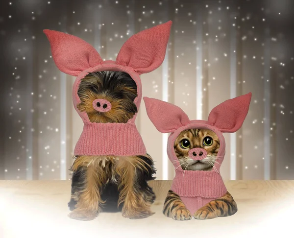 puppy and kitten in pig costume, the symbol of the new year 2019