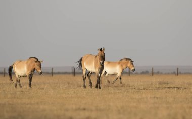 Przewalski Vahşi atlar