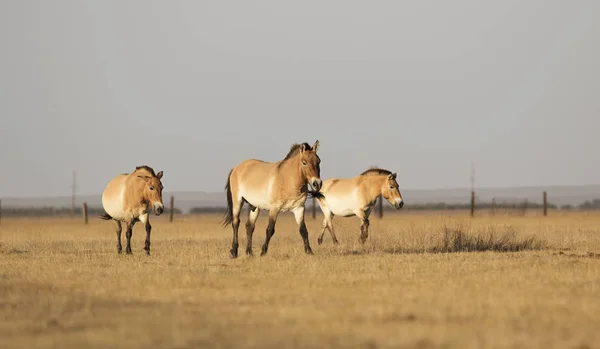 Przewalski Vahşi Atlar — Stok fotoğraf