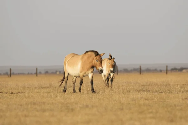Wilde Paarden Van Przewalski — Stockfoto