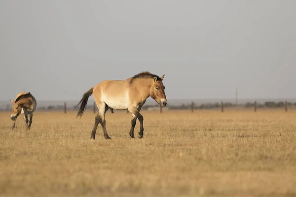Cavalos Selvagens Przewalski — Fotografia de Stock