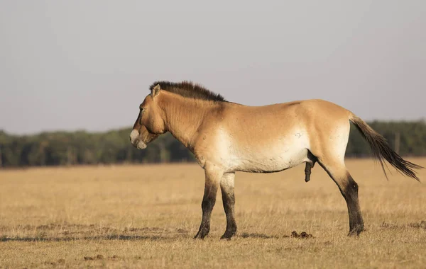 Dzikie Konie Przewalskiego — Zdjęcie stockowe