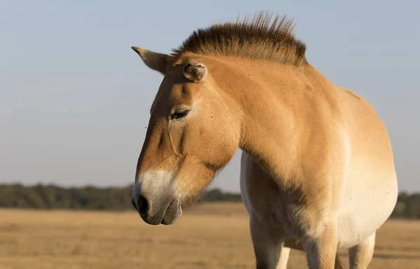 Cavalos Selvagens Przewalski — Fotografia de Stock