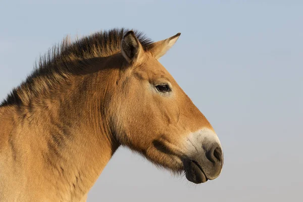 Cavalos Selvagens Przewalski — Fotografia de Stock