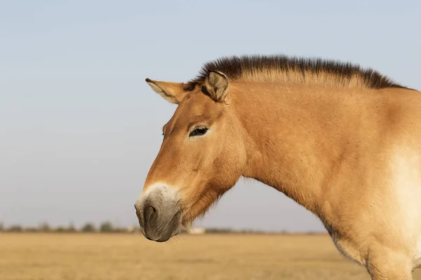 Dzikie Konie Przewalskiego — Zdjęcie stockowe