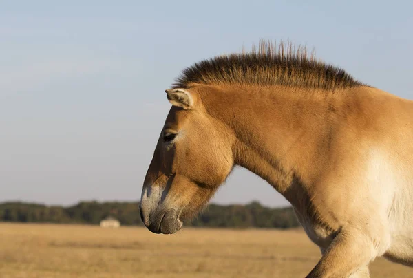 普谢瓦尔斯基的野马 — 图库照片