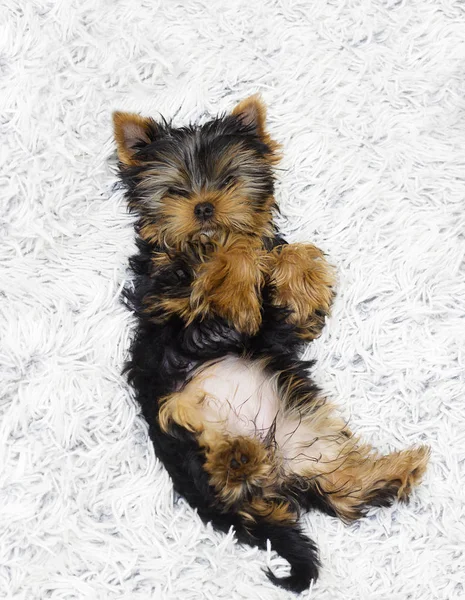 Cute Puppy Fluffy Blanket — Stock Photo, Image